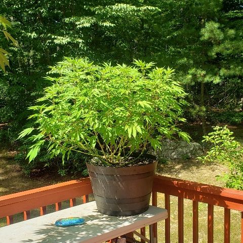 Gorilla Breath  (1) growlog timeline photo
