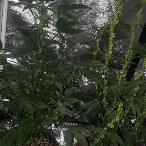 Fruity Pebbles OG (1) x gdp seeds growlog timeline photo