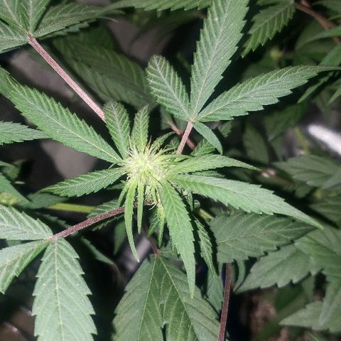 Fruity Pebbles OG (1) x gdp seeds growlog timeline photo