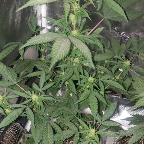 Fruity Pebbles OG (1) x gdp seeds growlog timeline photo