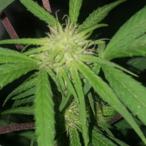 Fruity Pebbles OG (1) x gdp seeds growlog timeline photo