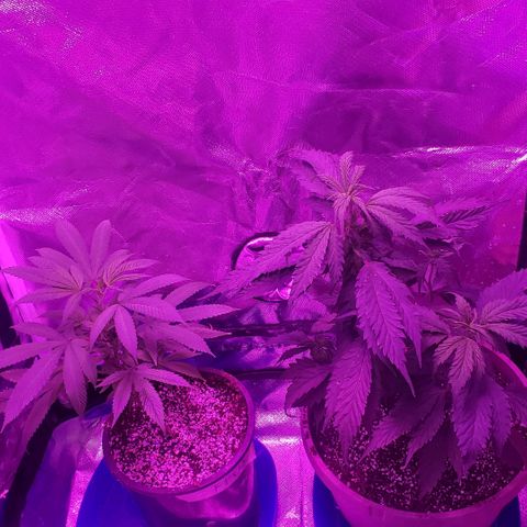 Fruity Pebbles OG (1) x gdp seeds growlog timeline photo