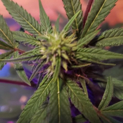 Fruity Pebbles OG (1) x gdp seeds growlog timeline photo