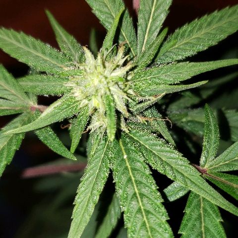 Fruity Pebbles OG (1) x gdp seeds growlog timeline photo