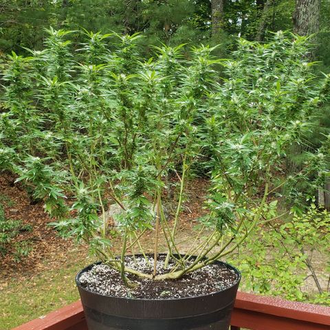 Gorilla Breath  (1) growlog photo: Some heavy defoliation to get some better air flow in the fight against wpm