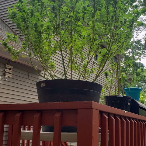 Gorilla Breath  (1) growlog photo: Some heavy defoliation to get some better air flow in the fight against wpm