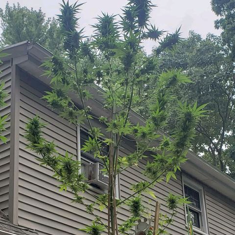Critical Mass Automatic growlog timeline photo