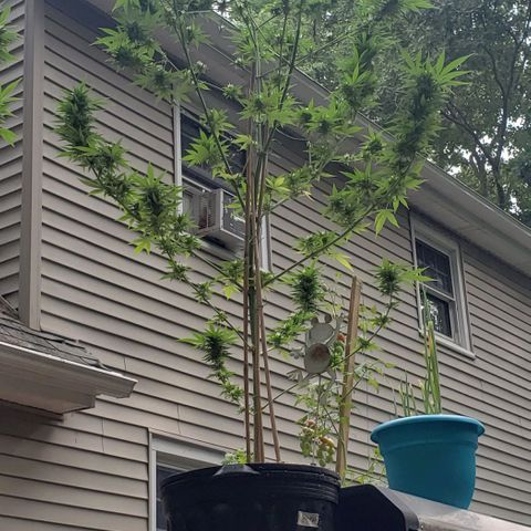 Critical Mass Automatic growlog timeline photo