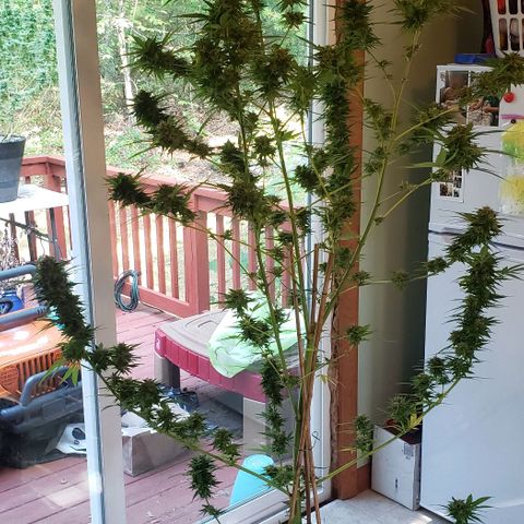 Critical Mass Automatic growlog photo: Chop day!!!