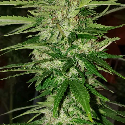 Critical Mass Automatic growlog photo: Chop day!!!