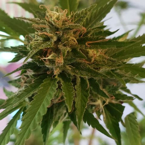 Critical Mass Automatic growlog photo: Chop day!!!