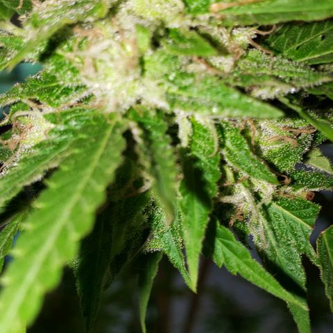 Critical Mass Automatic growlog photo: Chop day!!!