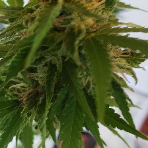 Critical Mass Automatic growlog photo: Chop day!!!
