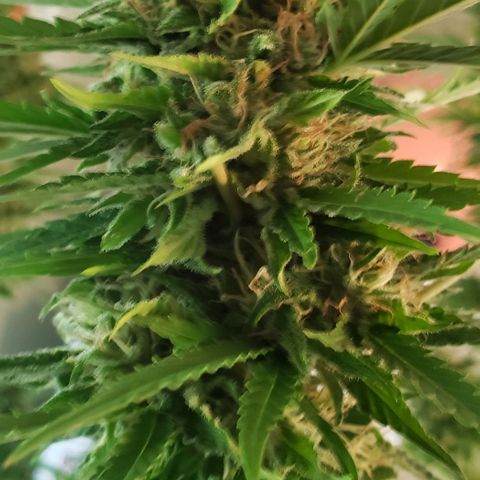 Critical Mass Automatic growlog photo: Chop day!!!