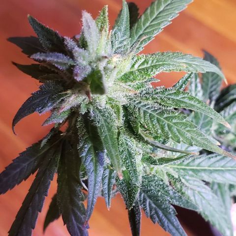 Fruity Pebbles OG (1) x gdp seeds growlog photo: Chop