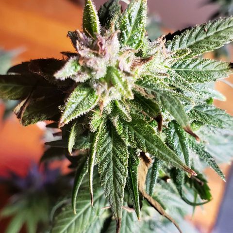 Fruity Pebbles OG (1) x gdp seeds growlog photo: Chop
