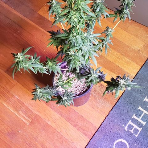 Fruity Pebbles OG (1) x gdp seeds growlog photo: Chop
