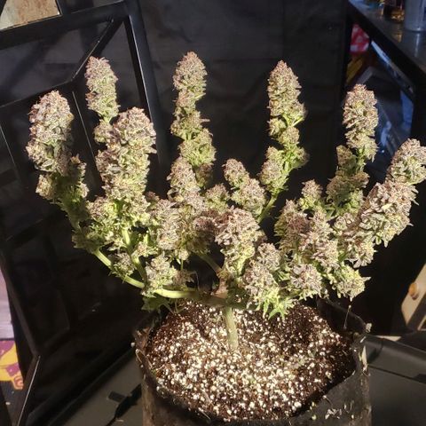 Sunday Funday 1 growlog photo: Choppy chop