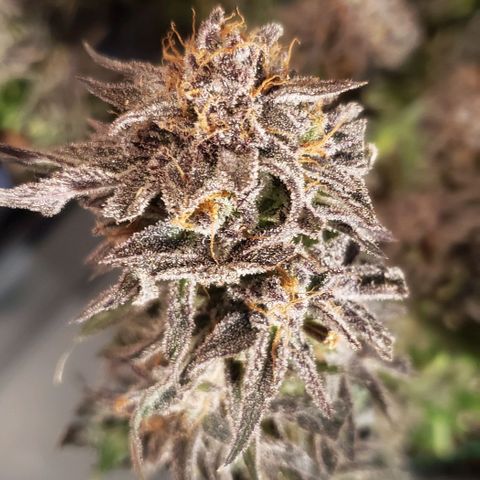 Sunday Funday 1 growlog photo: Choppy chop