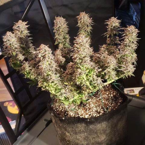 Sunday Funday 1 growlog photo: Choppy chop