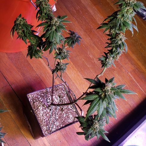 Fruity Pebbles OG (2) growlog photo: Chop