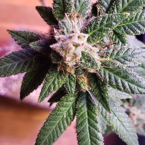 Fruity Pebbles OG (2) growlog photo: Chop