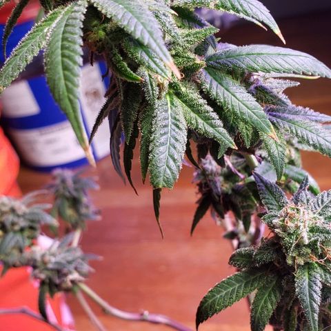 Fruity Pebbles OG (2) growlog photo: Chop