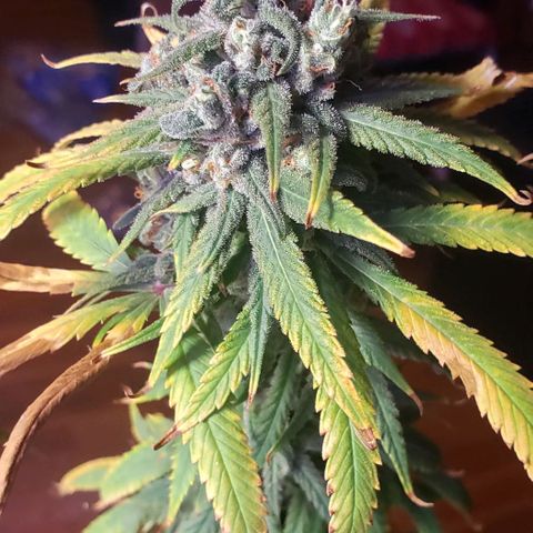 Mother Blue Dream growlog photo: Chop