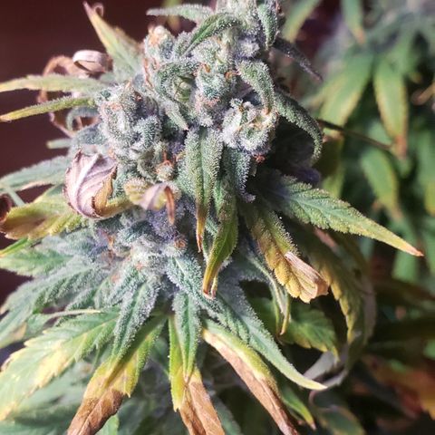 Mother Blue Dream growlog photo: Chop