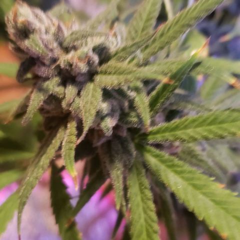 Blue Dream (1) growlog photo: Chop