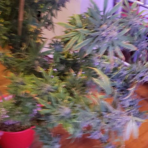 Blue Dream (1) growlog photo: Chop