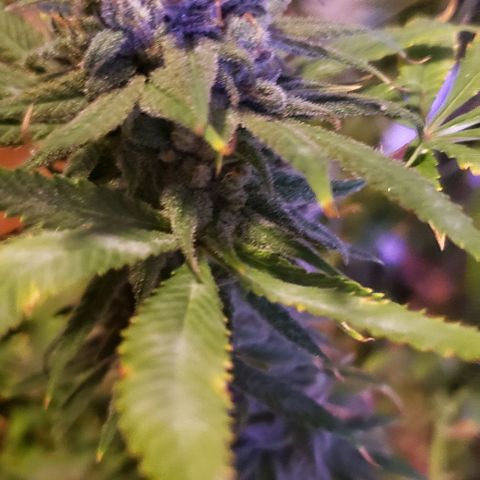 Blue Dream (1) growlog photo: Chop
