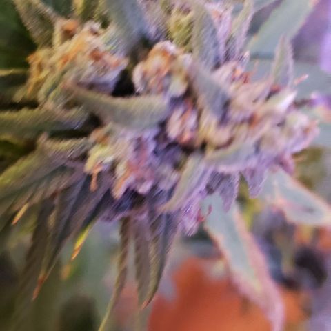 Blue Dream (1) growlog photo: Chop