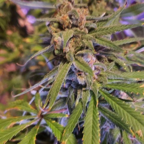 Blue Dream (1) growlog photo: Chop