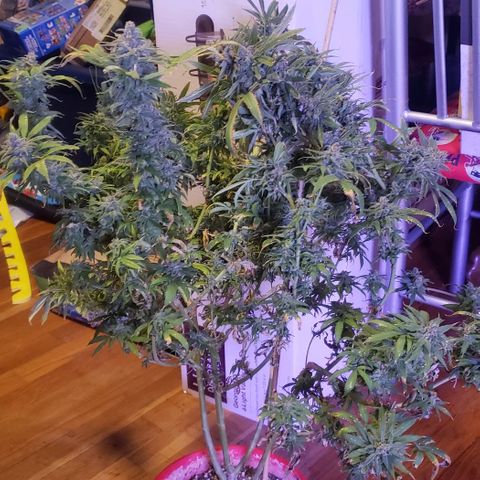 Blue Dream (1) growlog photo: Chop