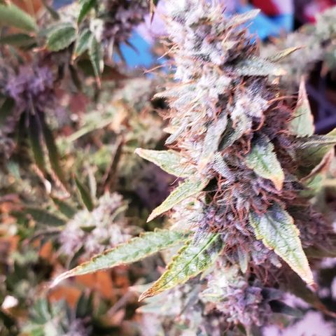 Gorilla Ghost Bomb  growlog photo: Chop