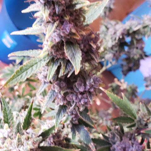 Gorilla Ghost Bomb  growlog photo: Chop