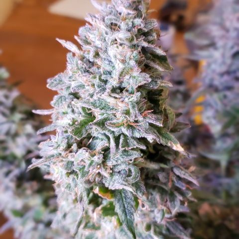 White Martian  growlog photo: Chop