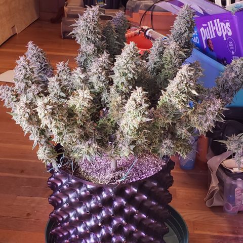 White Martian  growlog photo: Chop