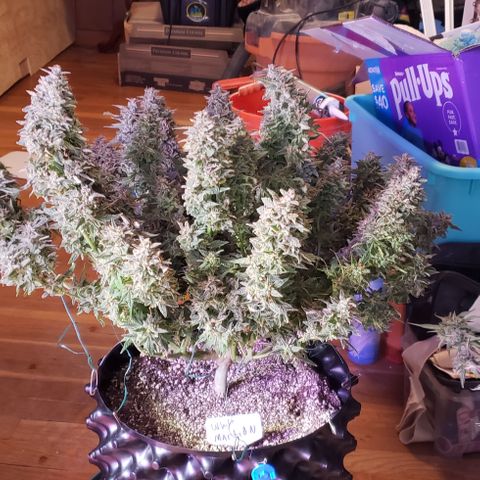 White Martian  growlog photo: Chop