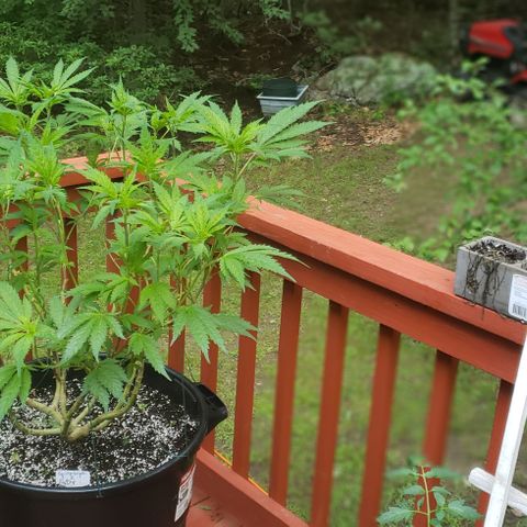 Gorilla Breath x GDP  growlog timeline photo