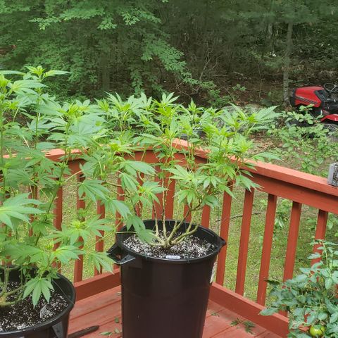 Gorilla Breath x GDP  growlog timeline photo