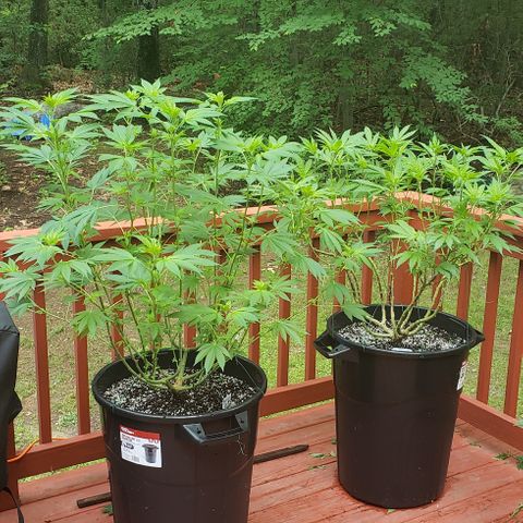 Watermelon Zkittlez growlog timeline photo