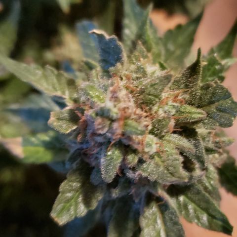 UR_FACE  growlog photo: Chop