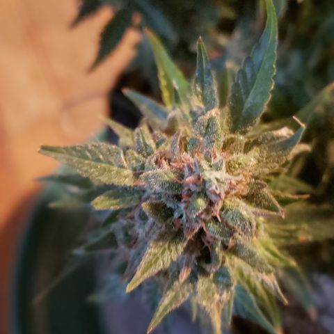 UR_FACE  growlog photo: Chop