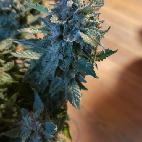 UR_FACE  growlog photo: Chop