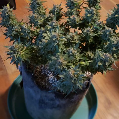 UR_FACE  growlog photo: Chop