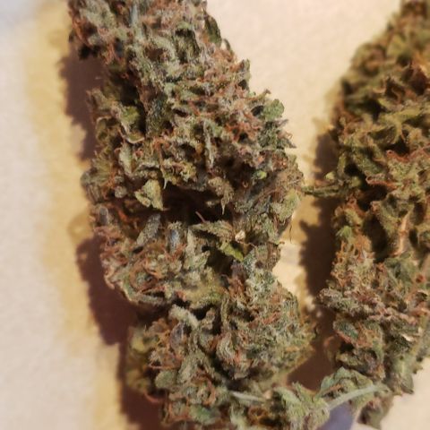 White Martian  growlog photo: Yummy!! 