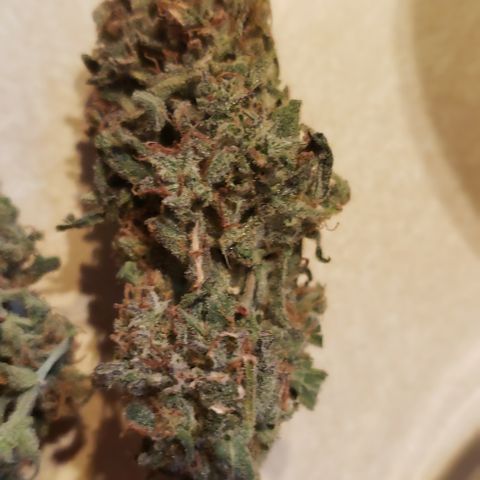 White Martian  growlog photo: Yummy!! 