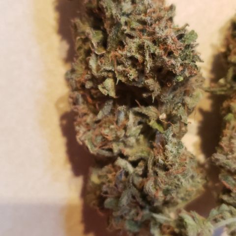 White Martian  growlog photo: Yummy!! 